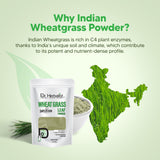 Wheat Grass Powder 200g — Single-Ingredient Triticum Aestivum | Natural Chlorophyll | Halal, No Fillers view 6